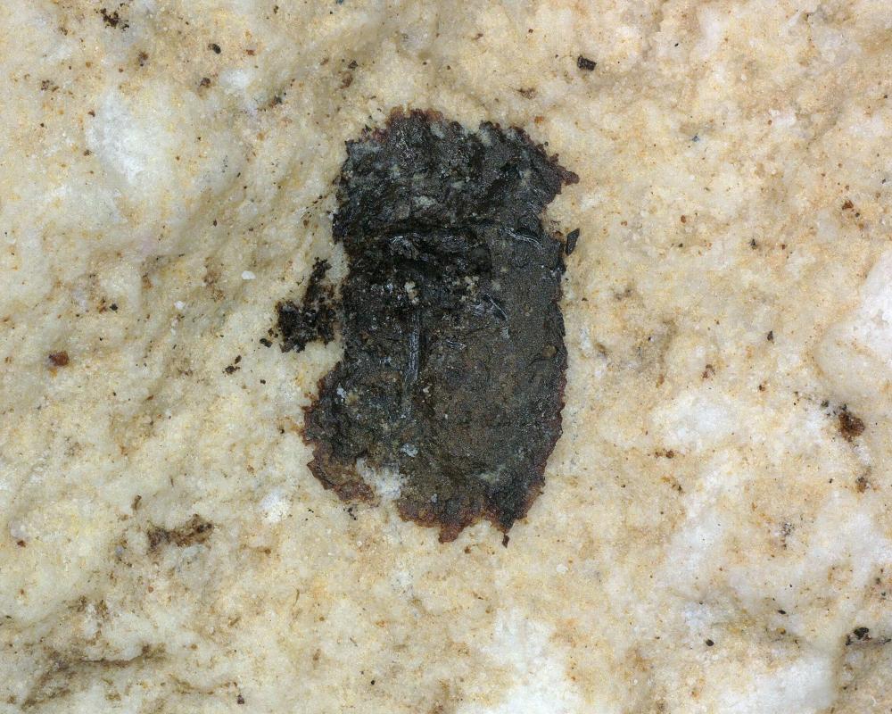 Vihorlatite